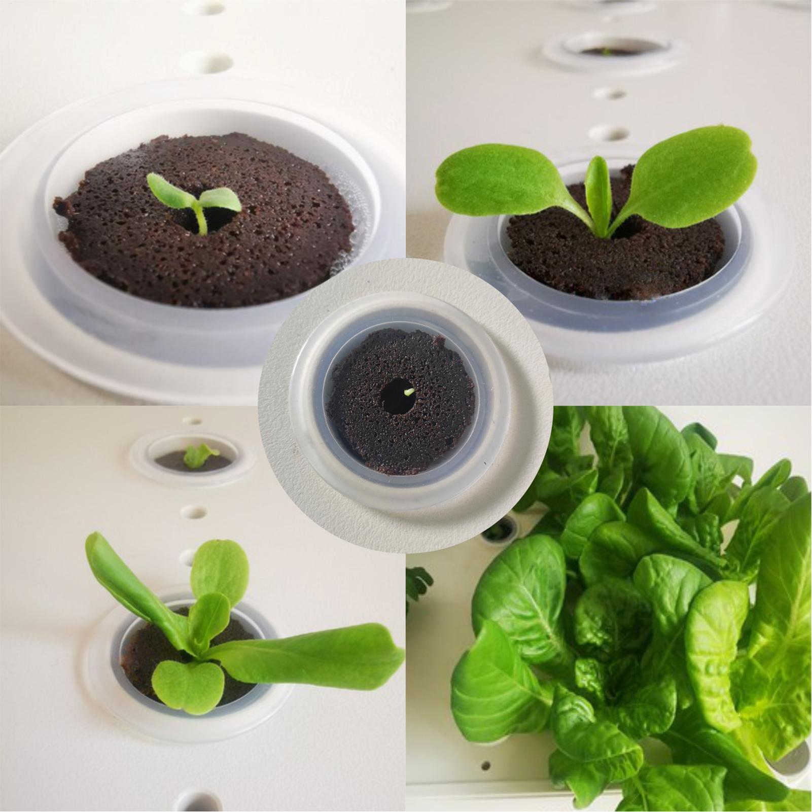 50 قطعة من الإسفنجات المخروطية - مراجعة Aerogarden Seed Pod وسعره