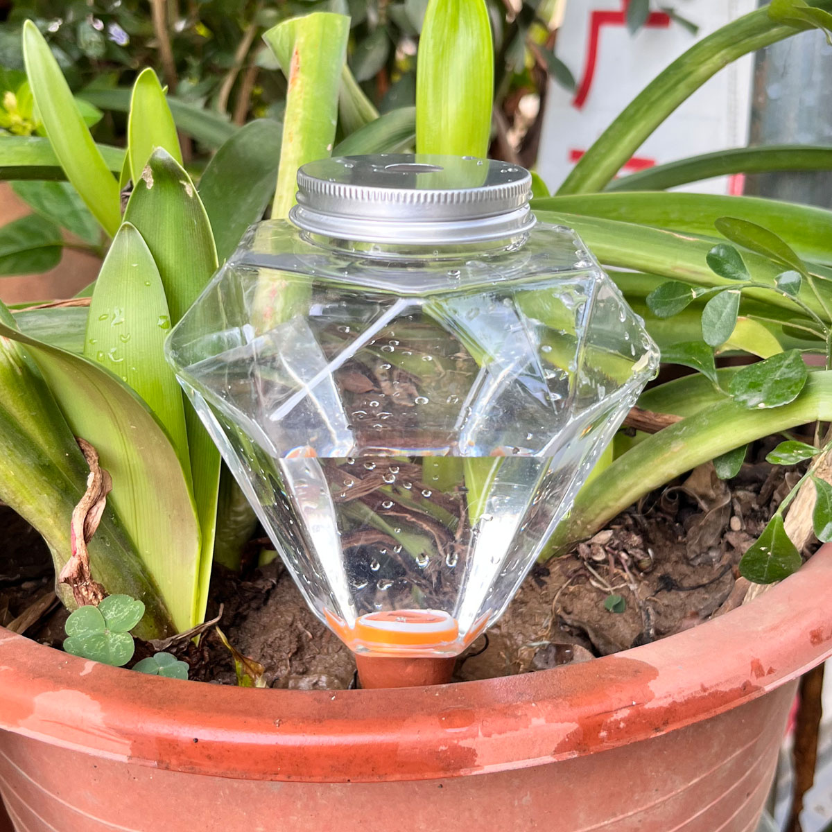 قطعة واحدة من جهاز سقي نباتات  - مراجعة Plant Watering Globe وسعره