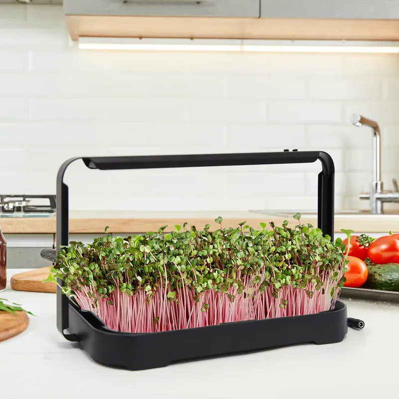 صينية زراعة مائية داخلية، نظام - مراجعة Smart Garden Is وسعره